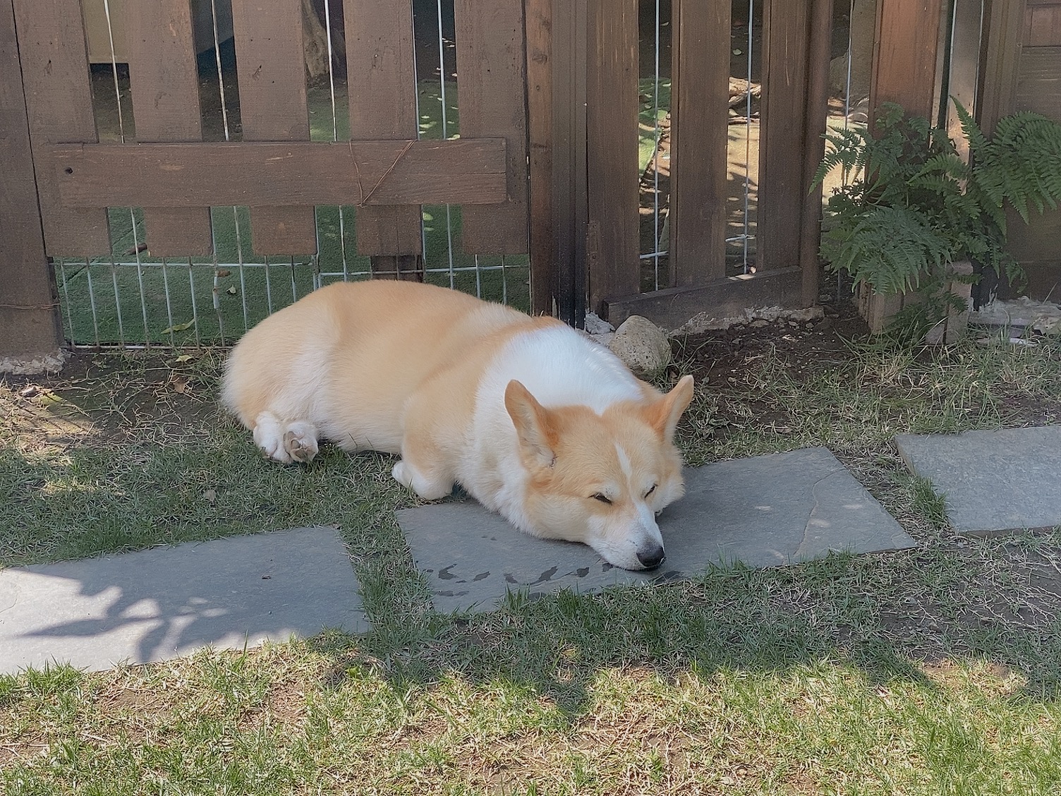 うちの犬